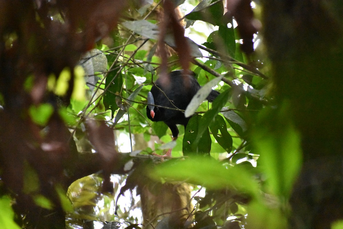 Horned Curassow - ML493126241