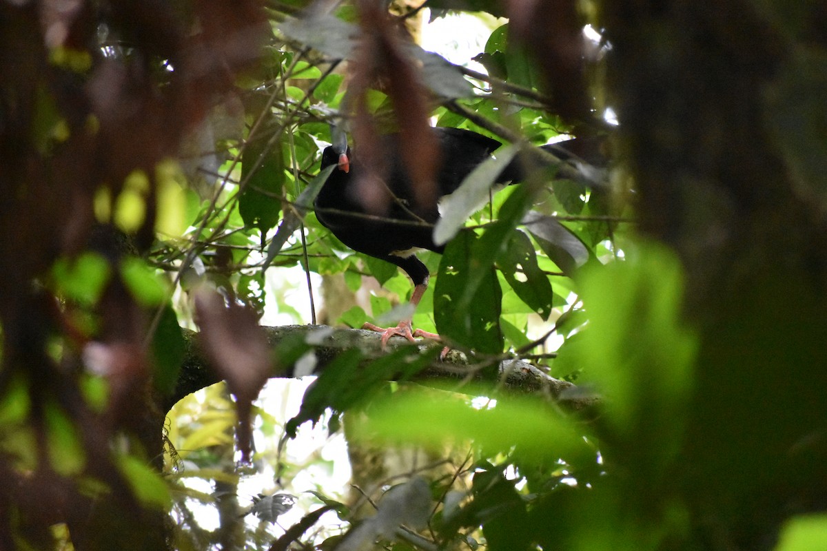 Horned Curassow - ML493126251