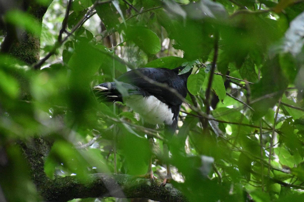 Horned Curassow - ML493126261