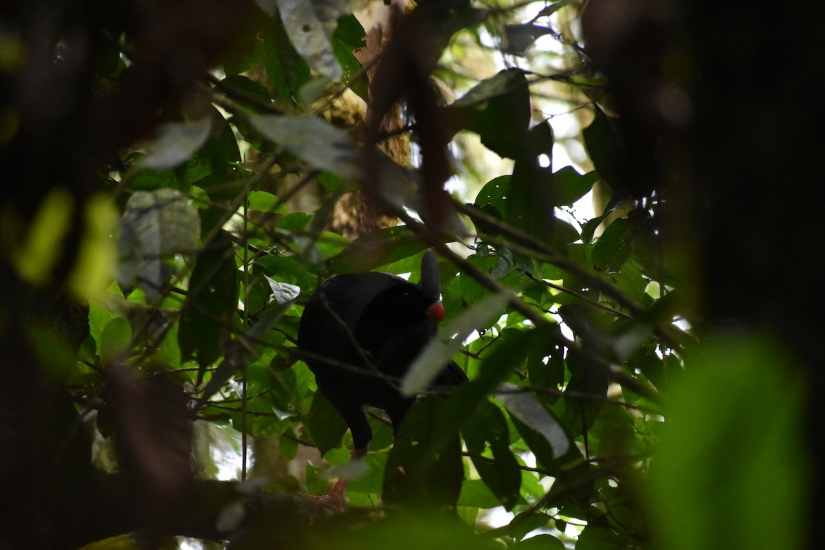 Horned Curassow - Teodoro Camacho Reyes