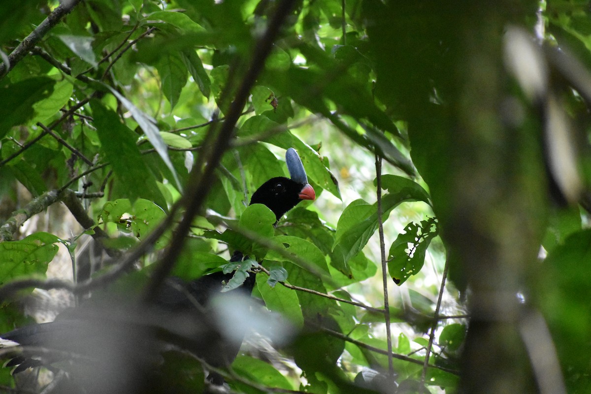 Horned Curassow - ML493126291