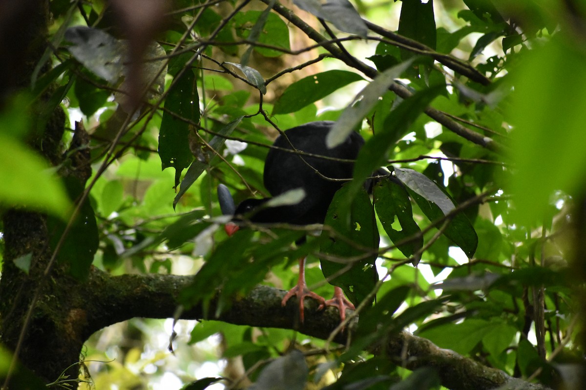 Horned Curassow - ML493126301