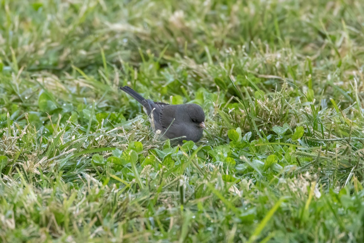 Dark-eyed Junco (Slate-colored) - ML493127191