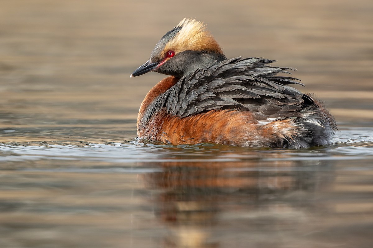 Horned Grebe - ML493133361