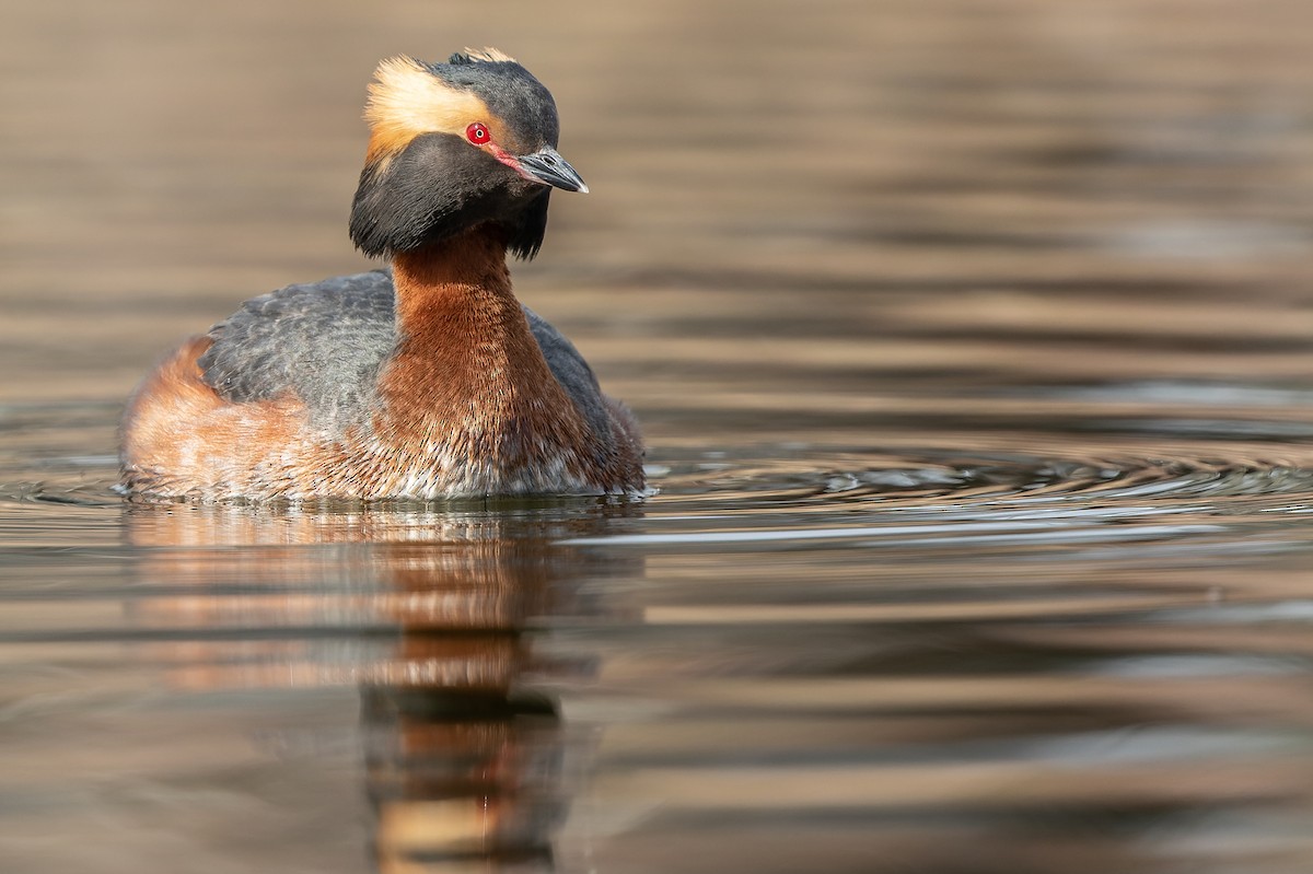 Horned Grebe - ML493133381