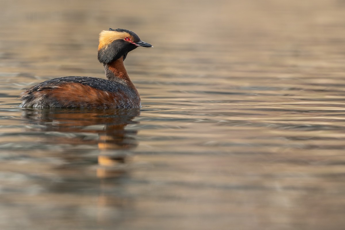 Horned Grebe - ML493133391