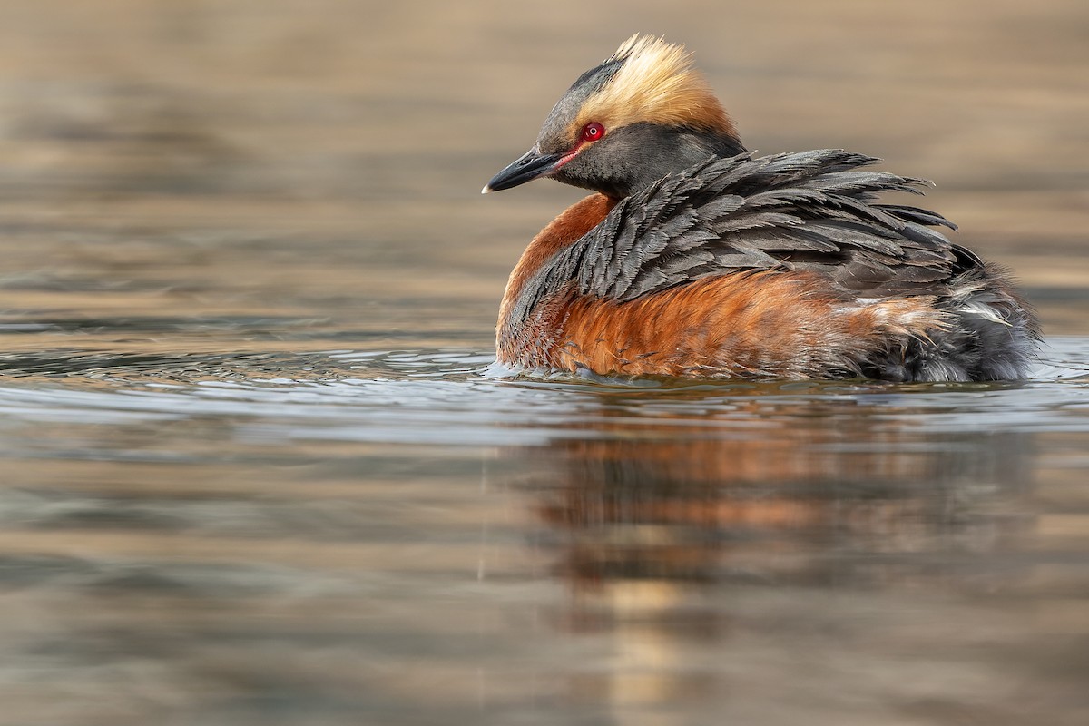 Horned Grebe - ML493133401