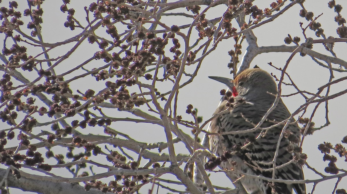 Northern Flicker (Red-shafted) - ML49313431