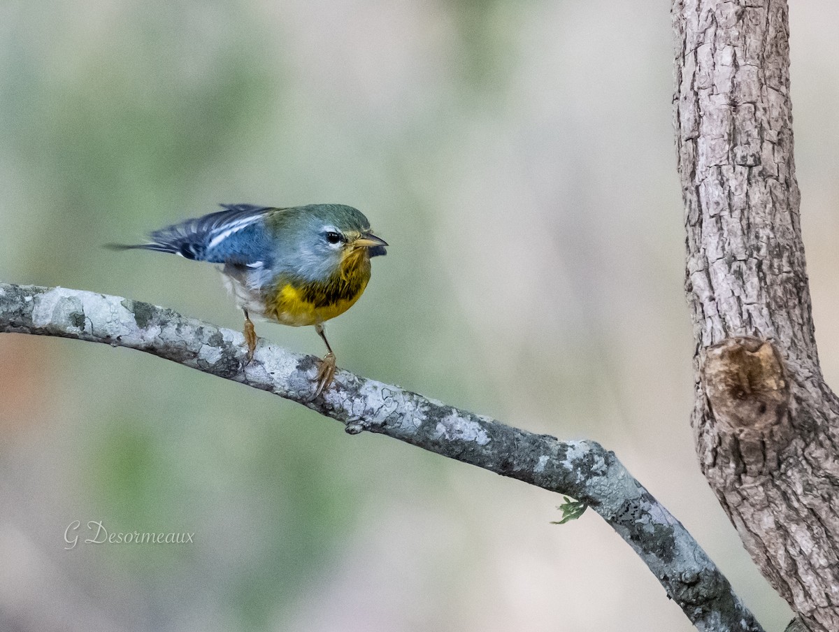 Northern Parula - ML493135071