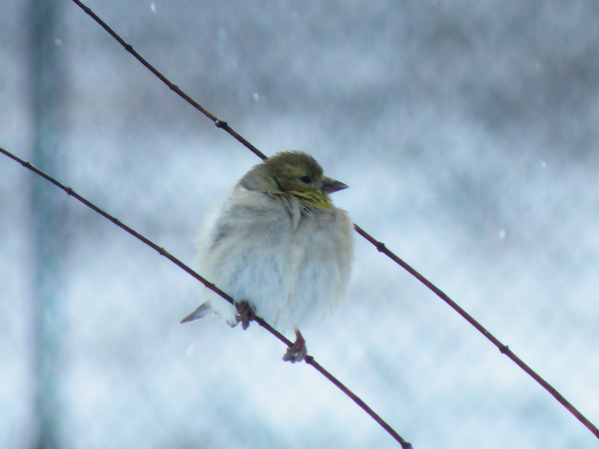 American Goldfinch - ML493135301