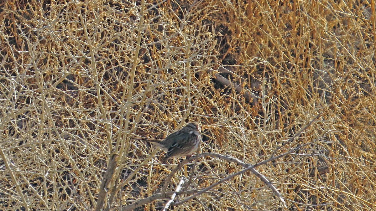 Song Sparrow - ML49313541