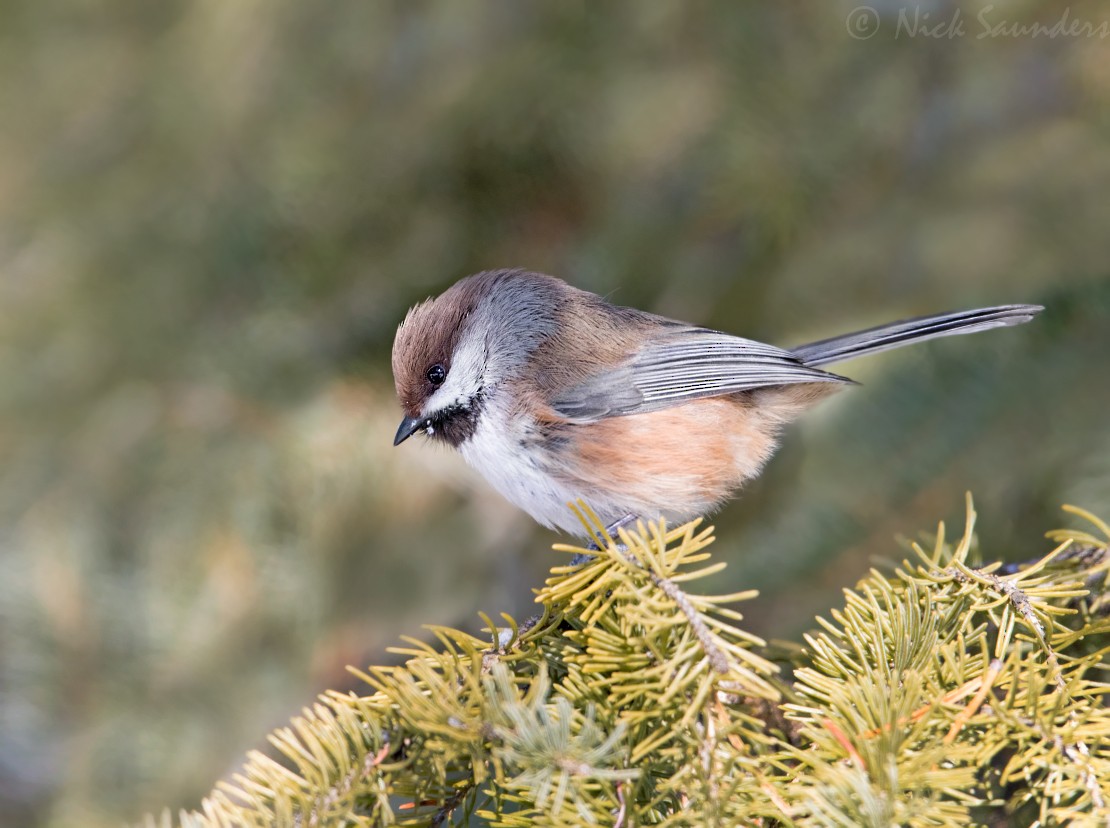 Mésange à tête brune - ML49313621