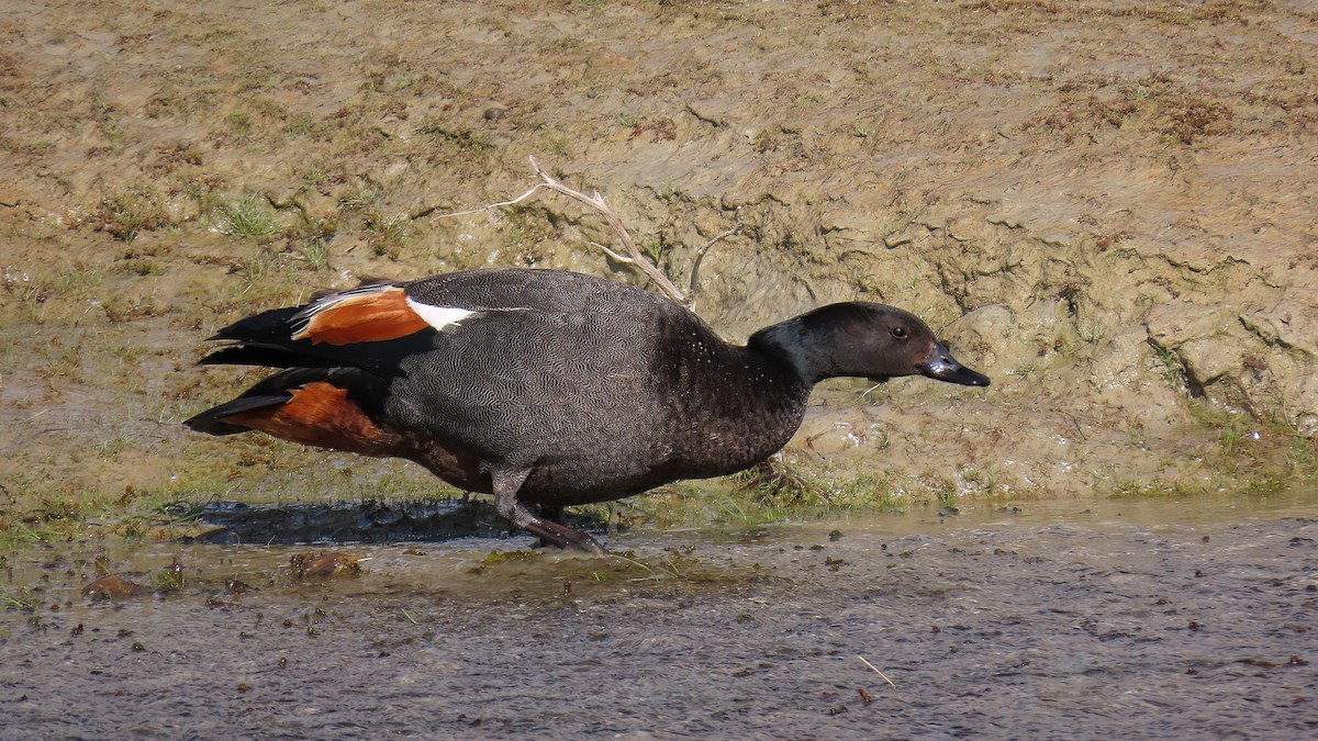 Paradise Shelduck - ML493136371