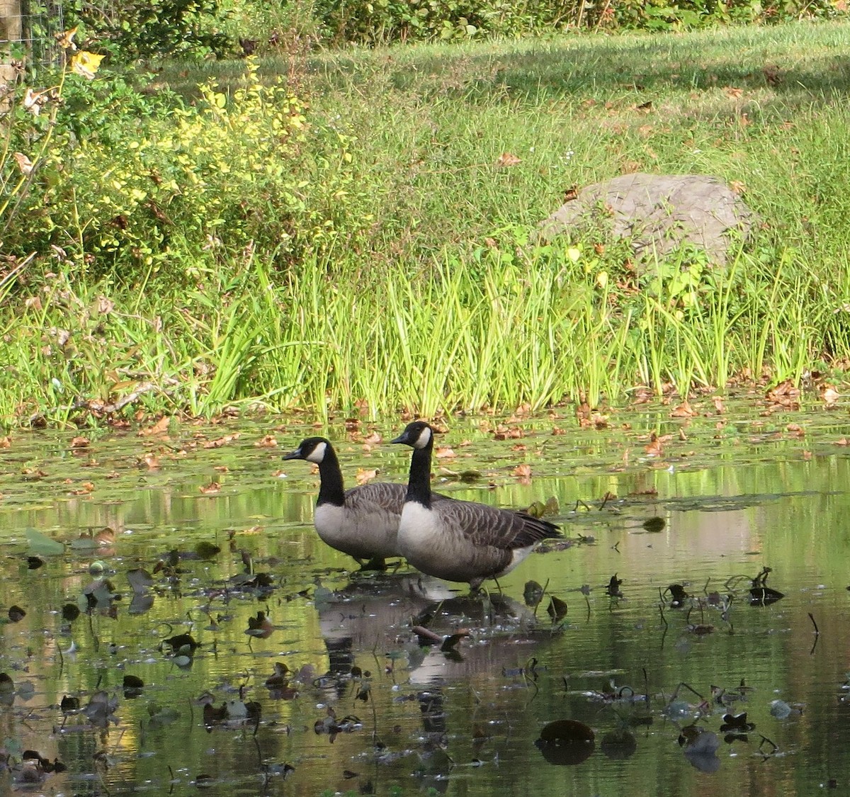 Kanadagans - ML493137011