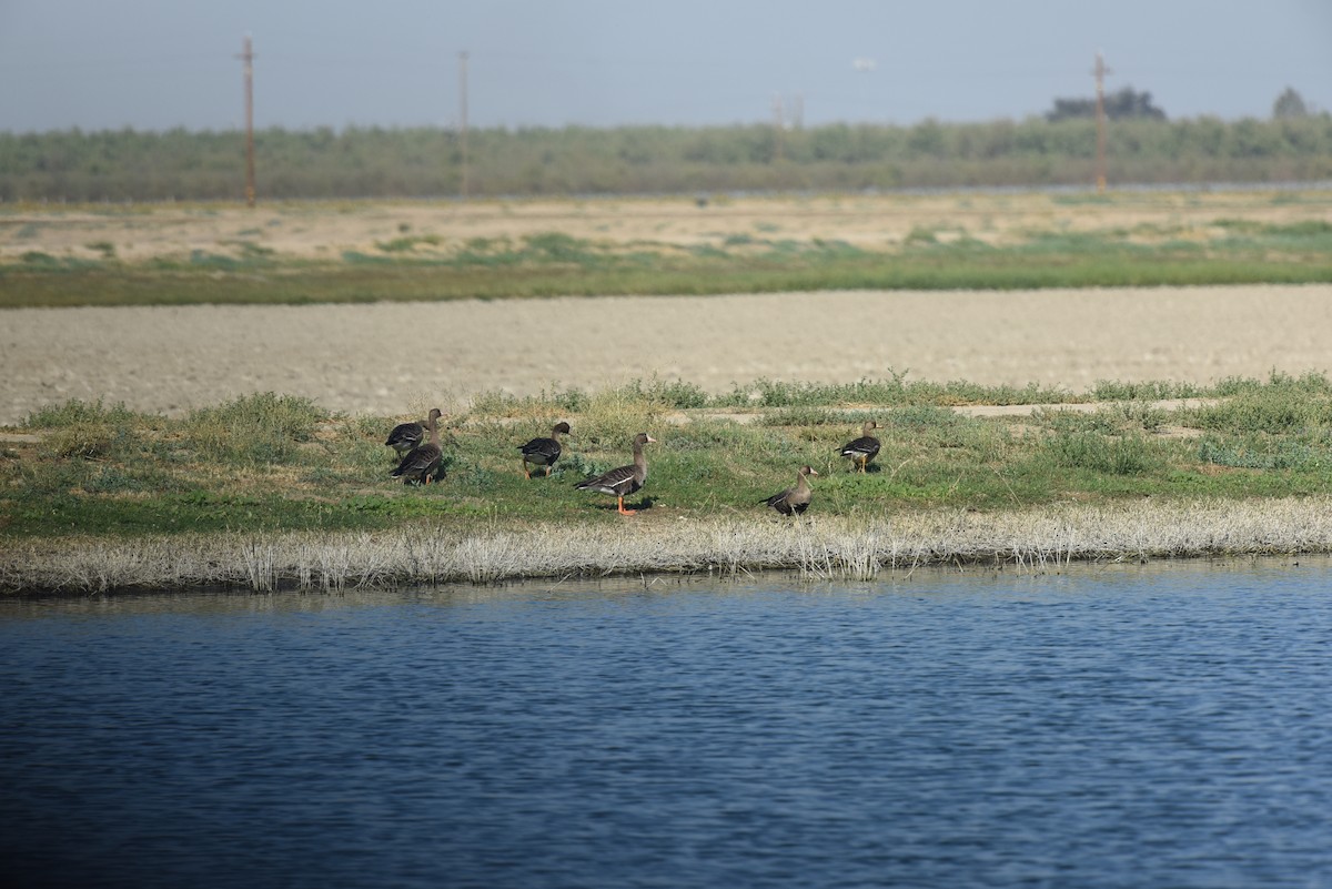 Greater White-fronted Goose - Sze On Ng (Aaron)