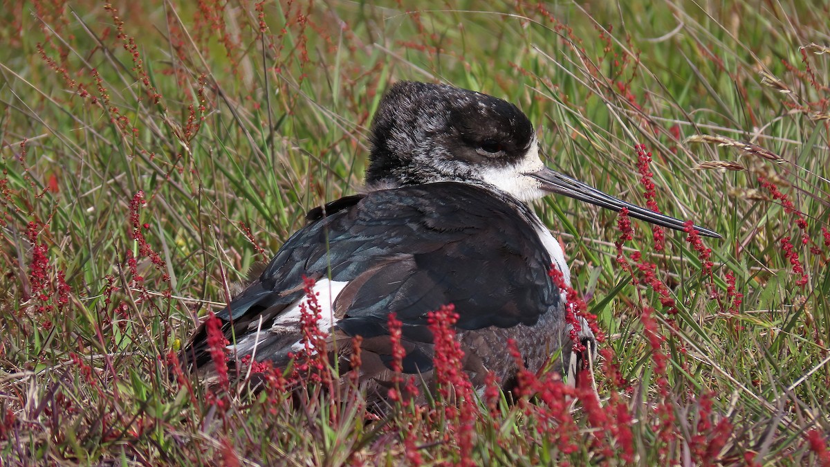 Black Stilt - Jörg Hanoldt