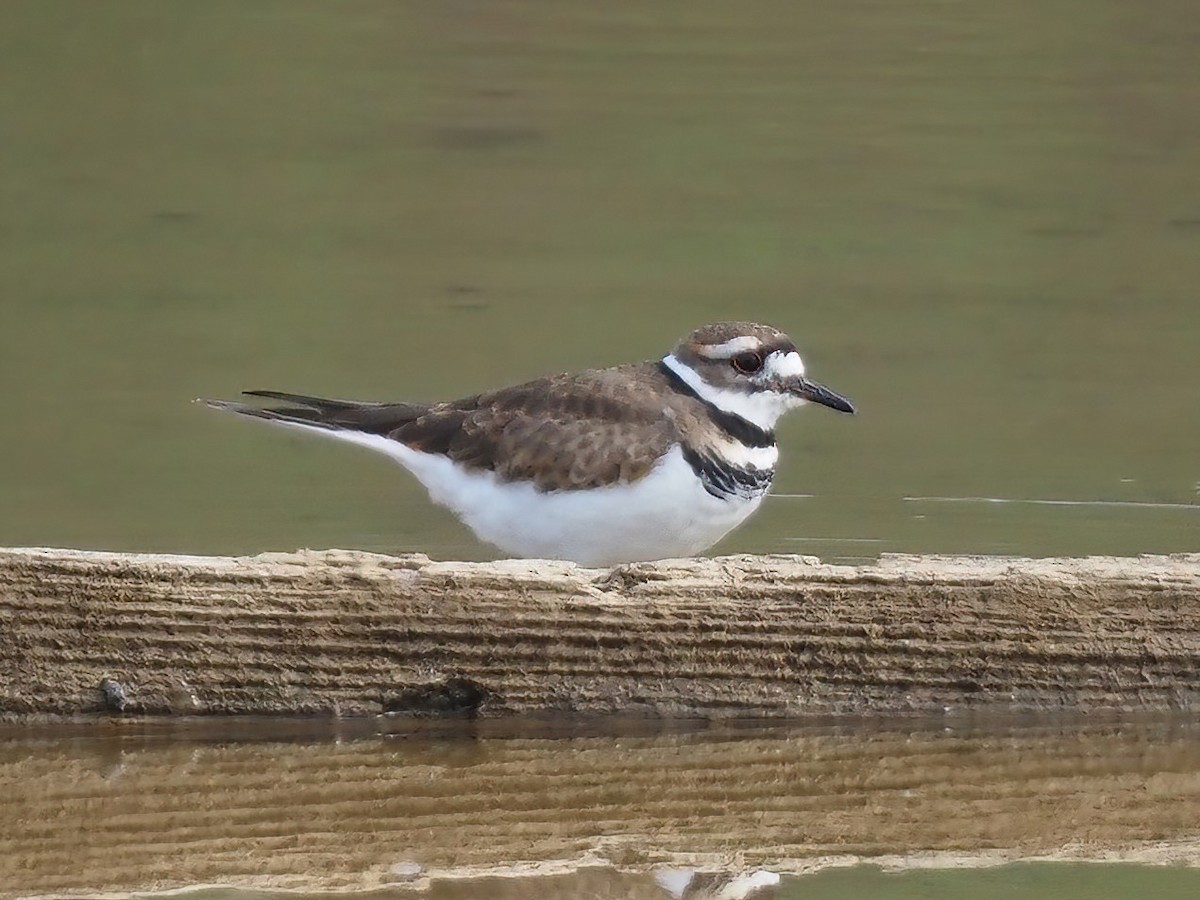 Killdeer - ML493138501