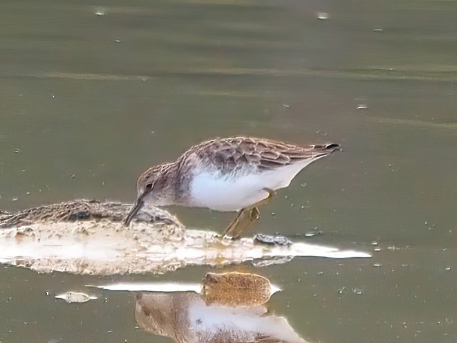 Least Sandpiper - ML493138601