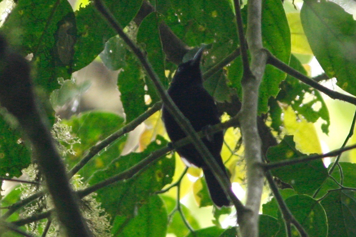 Western Boubou (Bioko) - ML49313861