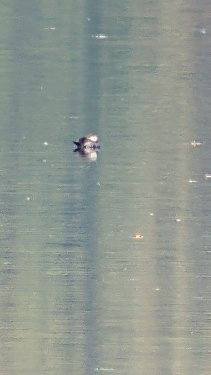 Ruddy Duck - ML493138671