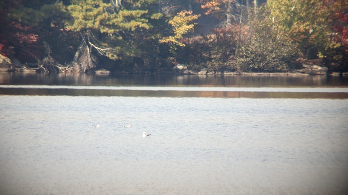 Bonaparte's Gull - ML493139351