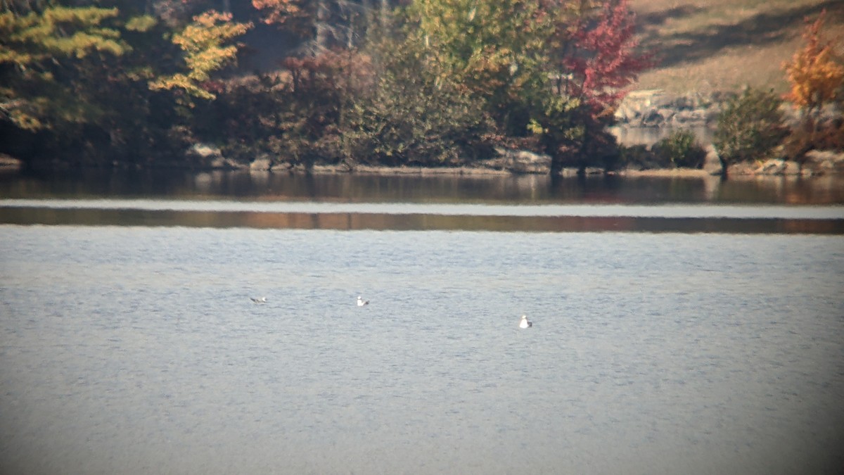 Bonaparte's Gull - ML493139541