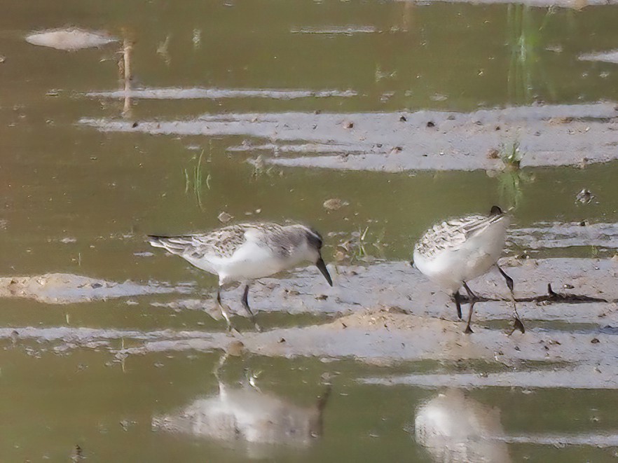 Semipalmated Sandpiper - ML493139981