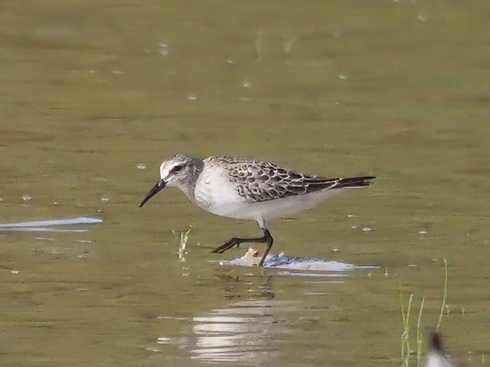 White-rumped Sandpiper - ML493140981