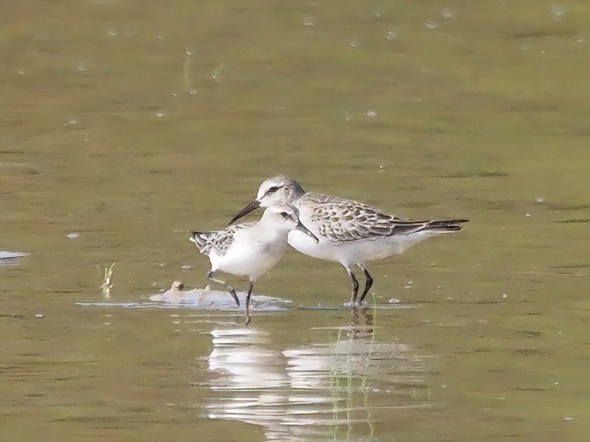 White-rumped Sandpiper - ML493140991