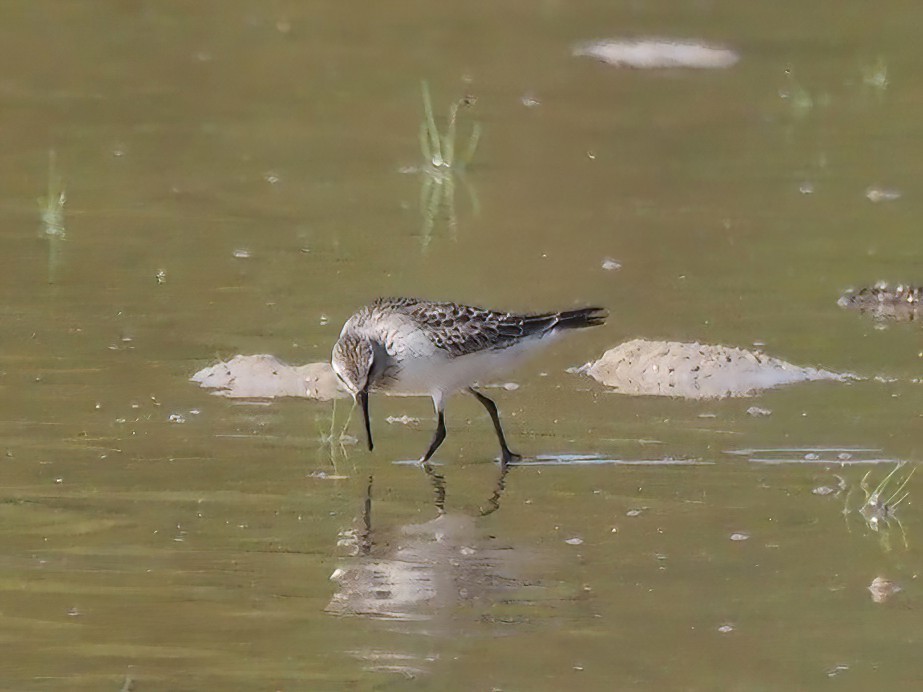 White-rumped Sandpiper - ML493141001