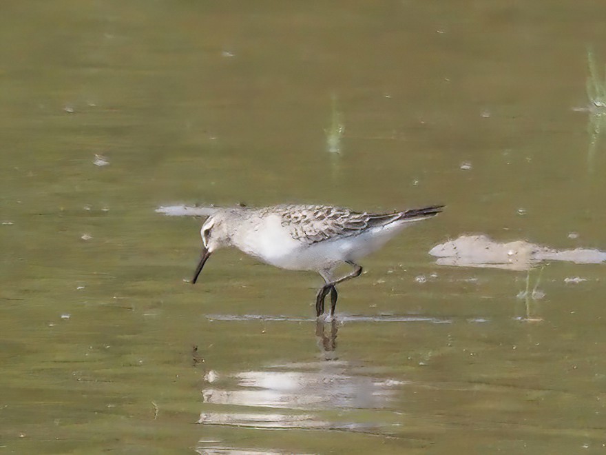 White-rumped Sandpiper - ML493141011