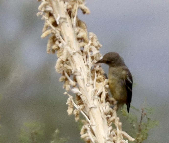 Scott's Oriole - ML493141391