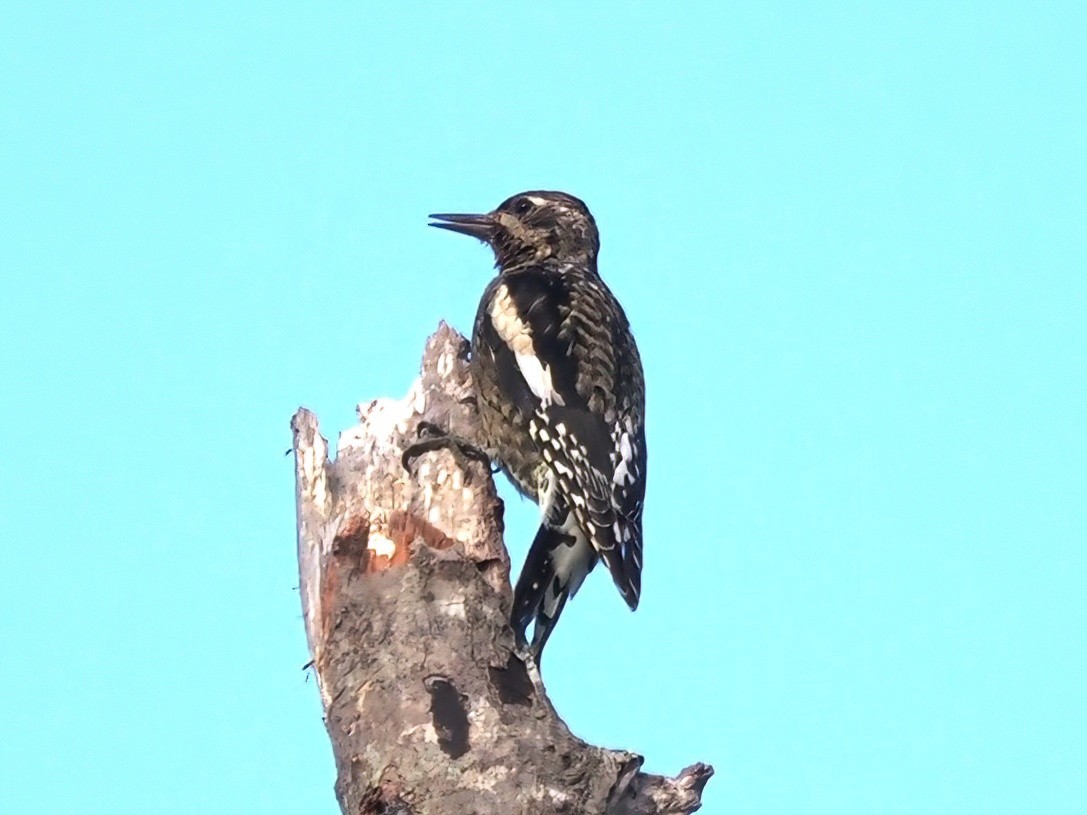 Yellow-bellied Sapsucker - ML493141511