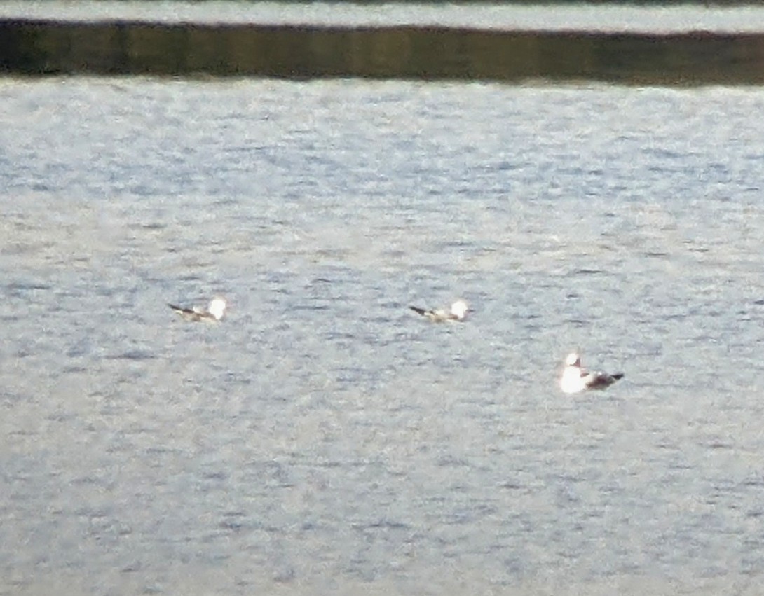 Bonaparte's Gull - ML493141521