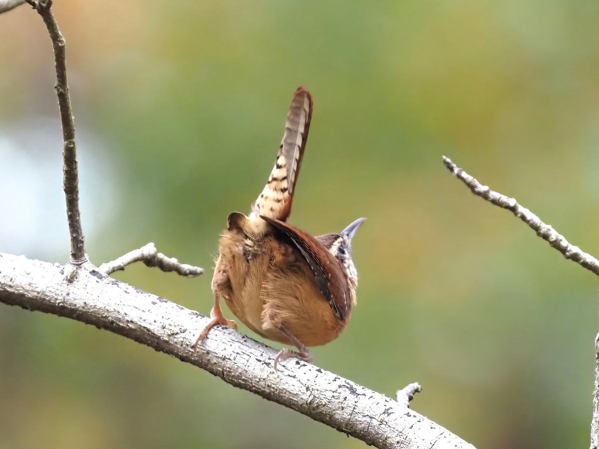 Carolina Wren - ML493141571