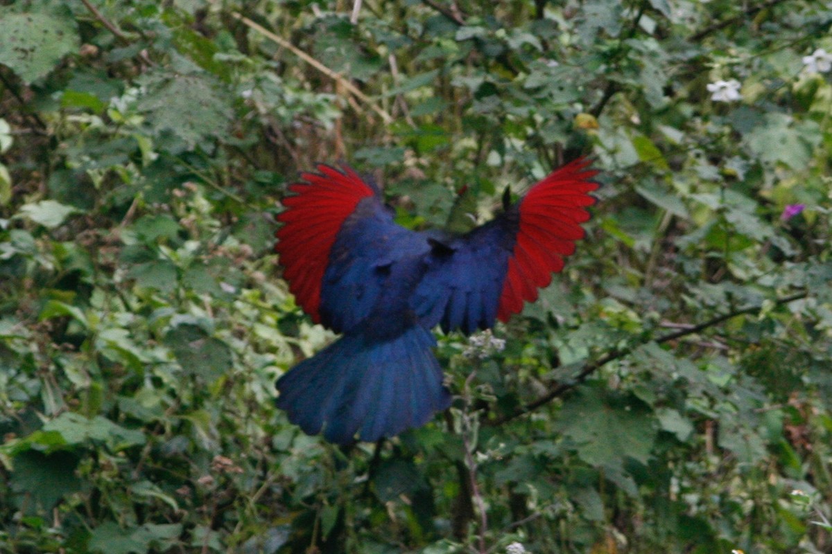 Yellow-billed Turaco (Verreaux's) - Oscar Johnson