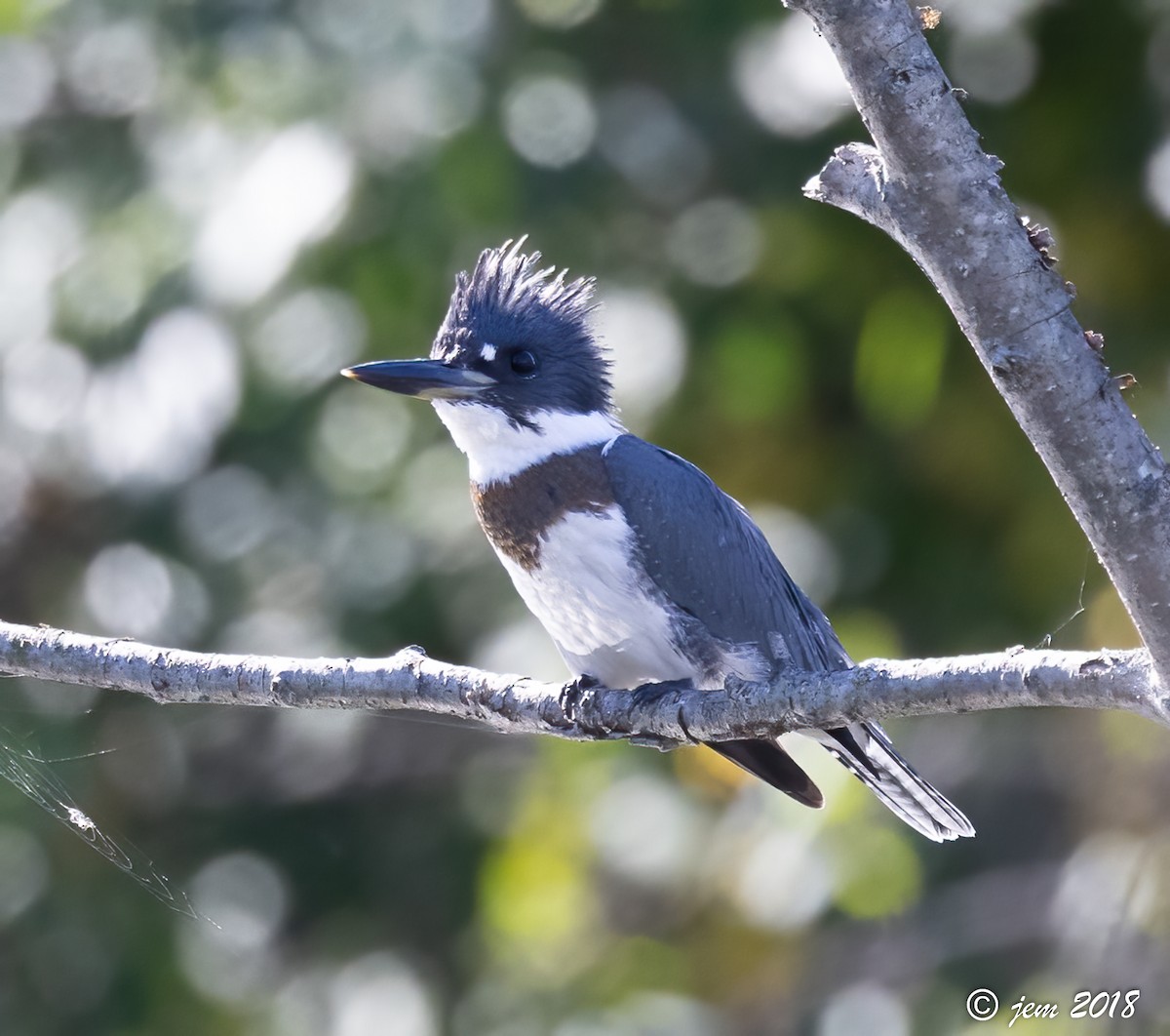Belted Kingfisher - ML493142841