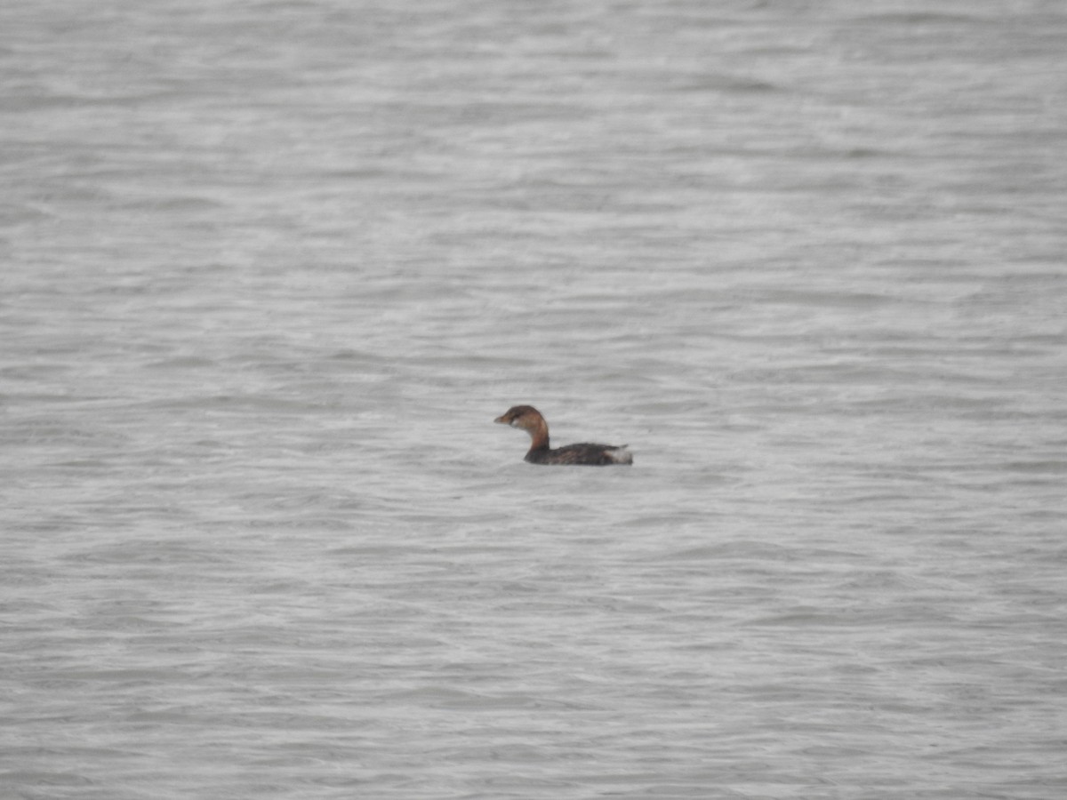Pied-billed Grebe - ML493143321