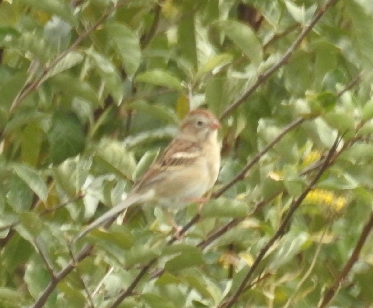 Field Sparrow - ML493143571