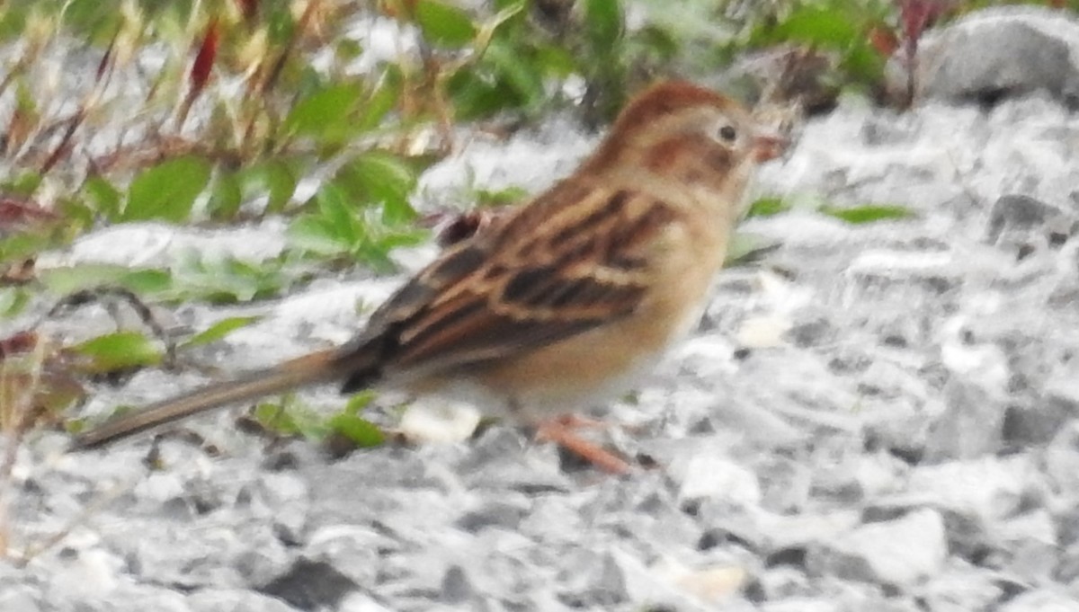 Field Sparrow - ML493143581