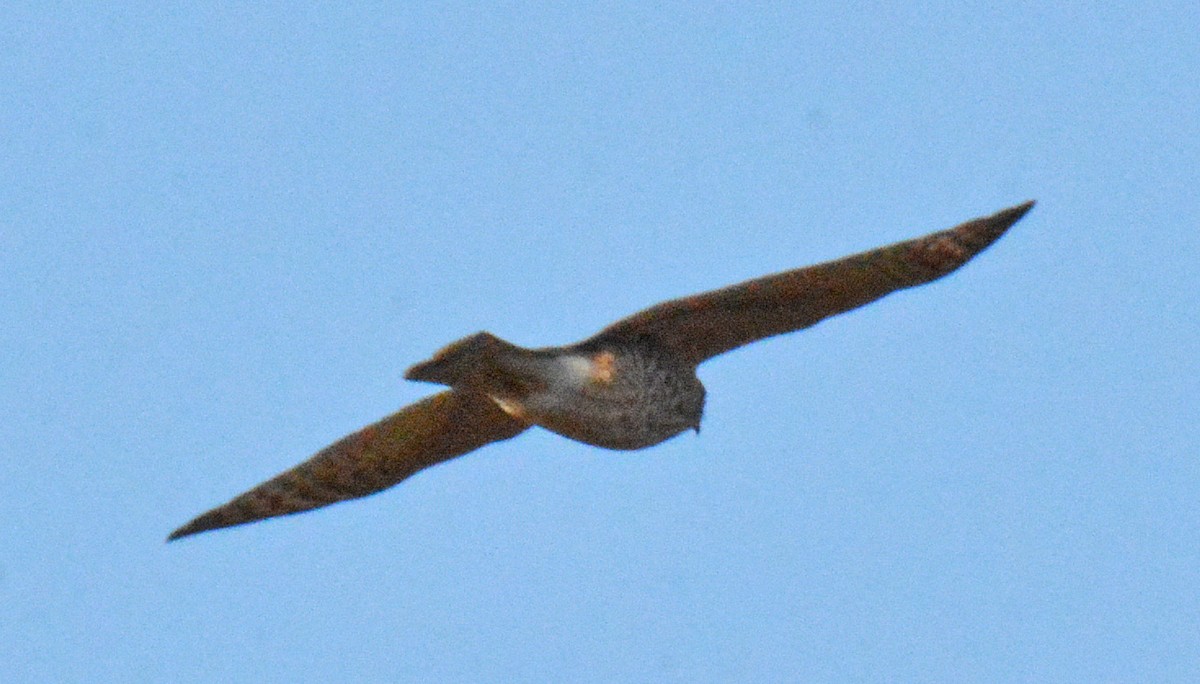 Sharp-shinned Hawk (Northern) - ML493143641