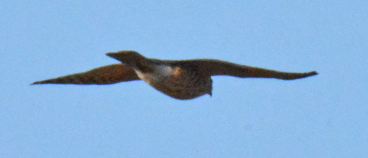 Sharp-shinned Hawk (Northern) - ML493143651