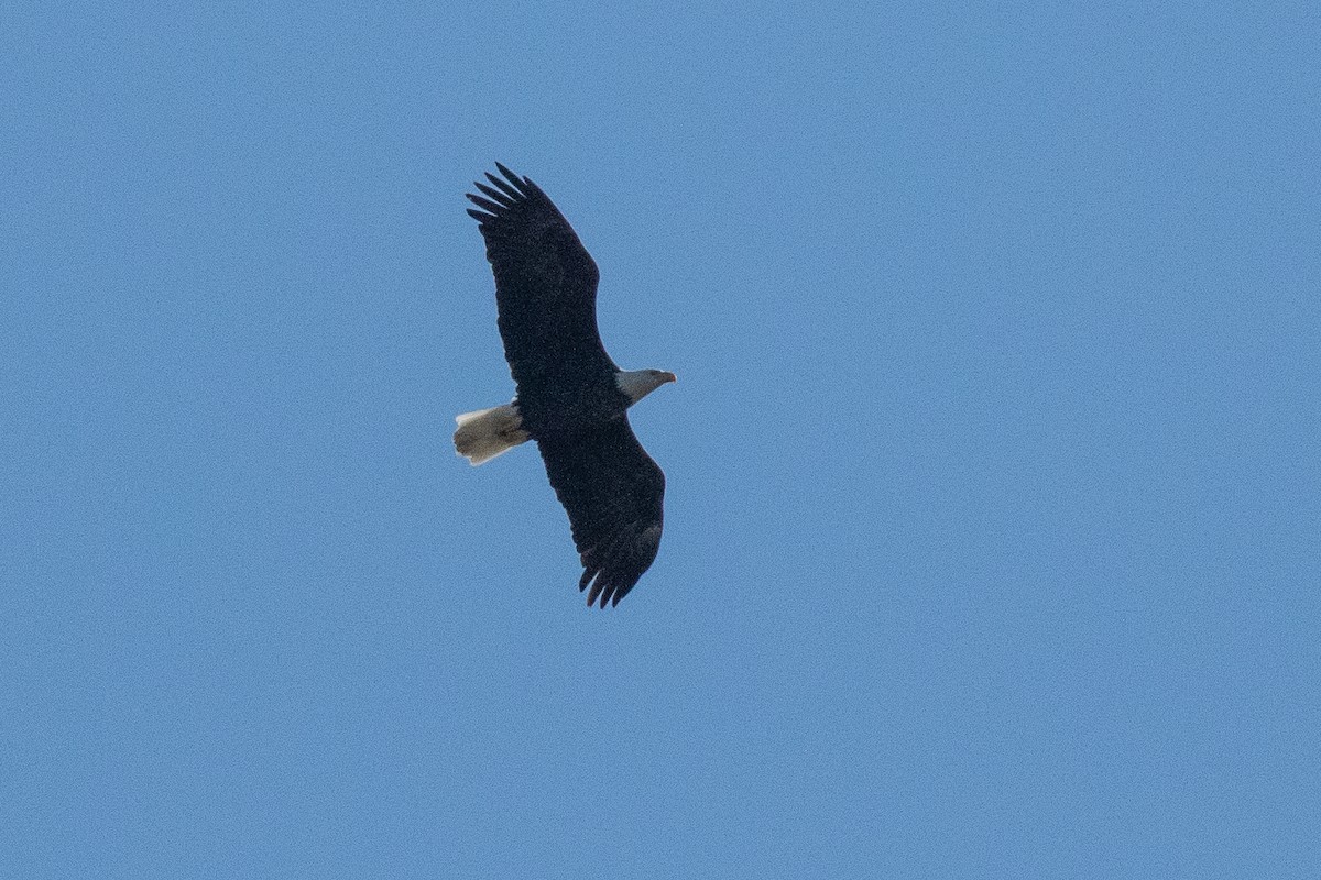 Bald Eagle - ML493144001