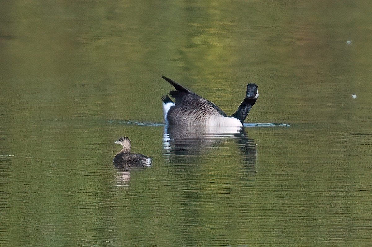 Pied-billed Grebe - ML493144101