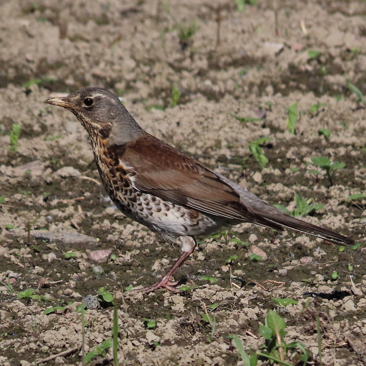 Fieldfare - ML493144361