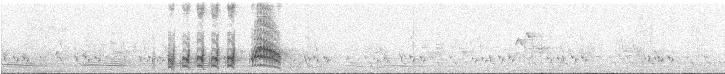 White-browed Babbler - ML493145461