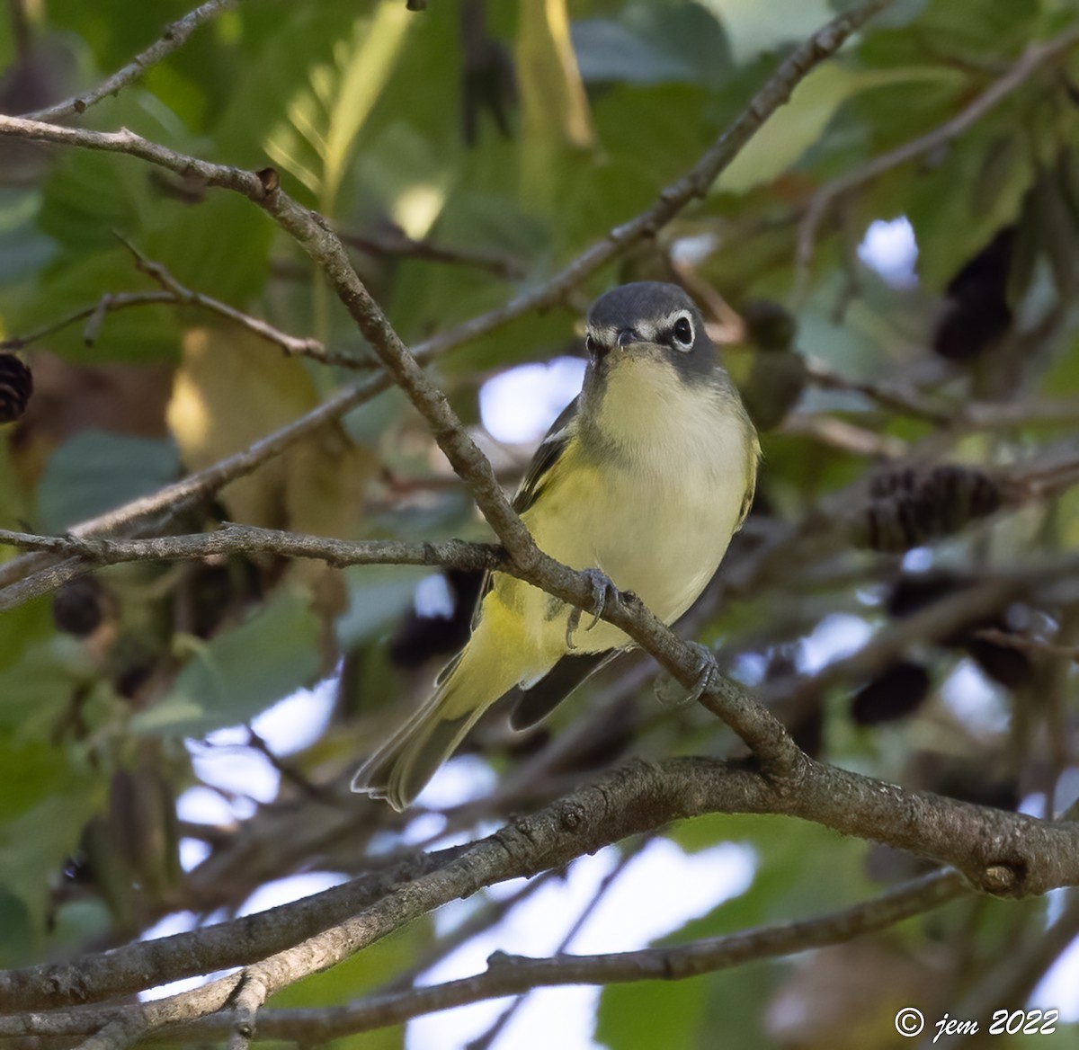 Blue-headed Vireo - ML493145611