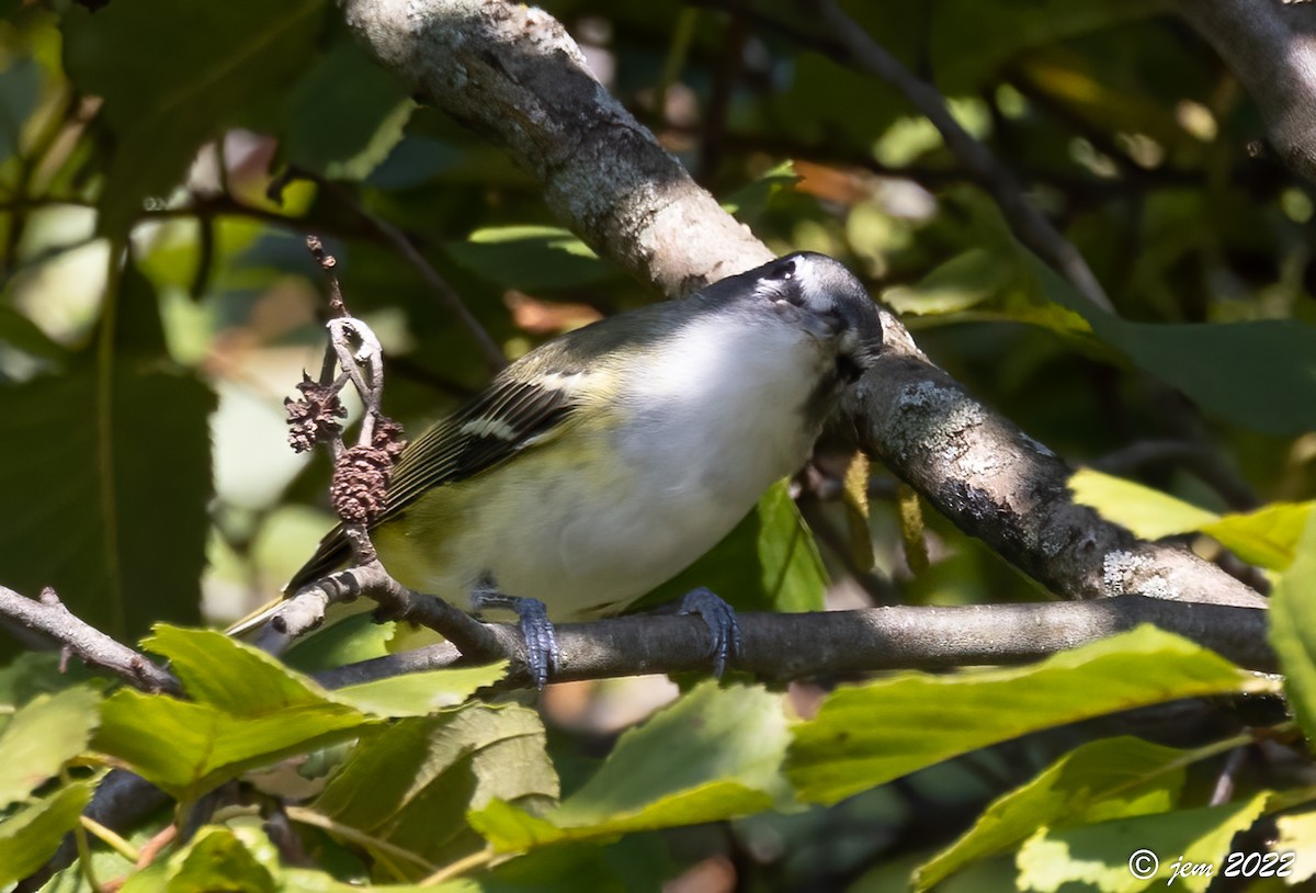 Blue-headed Vireo - ML493145641