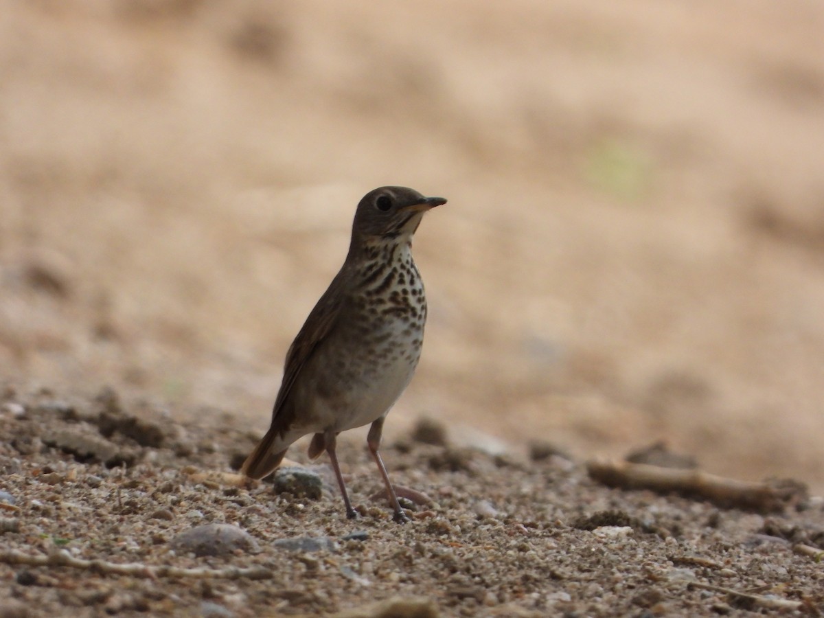 Gray-cheeked Thrush - ML493146971