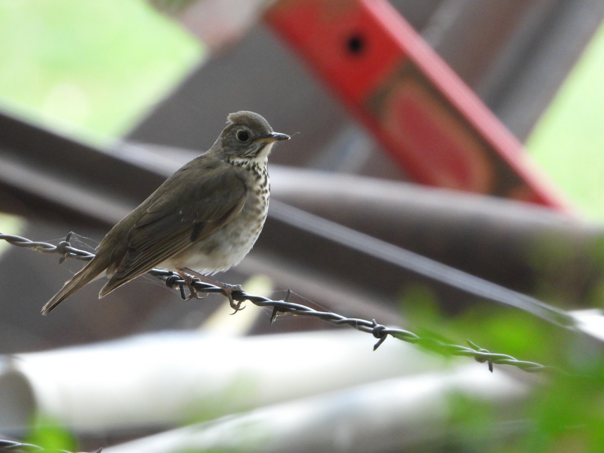 Gray-cheeked Thrush - ML493147061